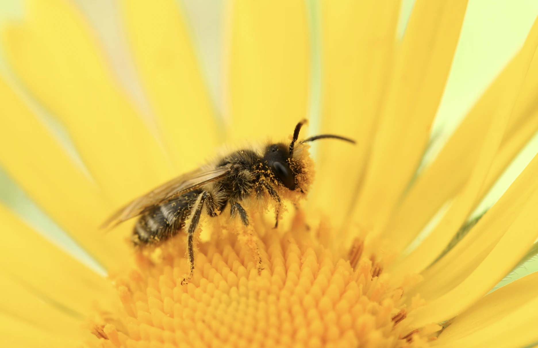 Seltene Bienen-Entdeckung stoppt Metas Pl&auml;ne f&uuml;r ein Atomkraft-betriebenes KI-Datenzentrum