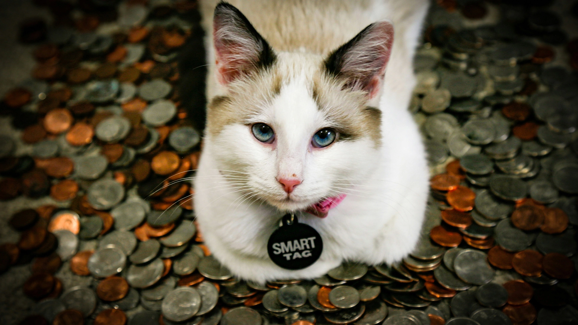 Der Mikrochip Ihrer Katze k&ouml;nnte Malware verbreiten, warnen Forscher